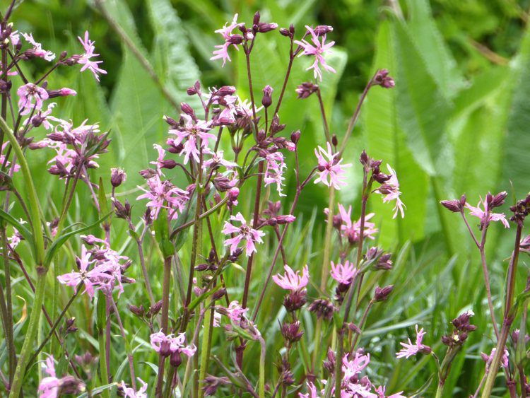 Silene-flos-cuculi-perennial-delicate-wildflower-that-loves-boggy-areas-2