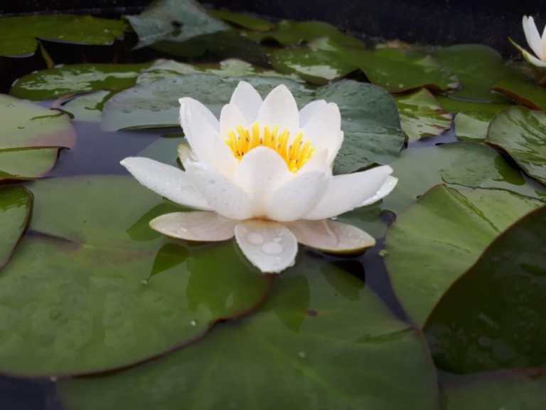 water-lily-Nymphaea-alba-1