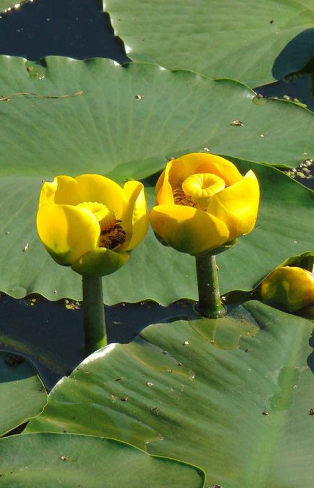 Nuphar-lutea-flowers