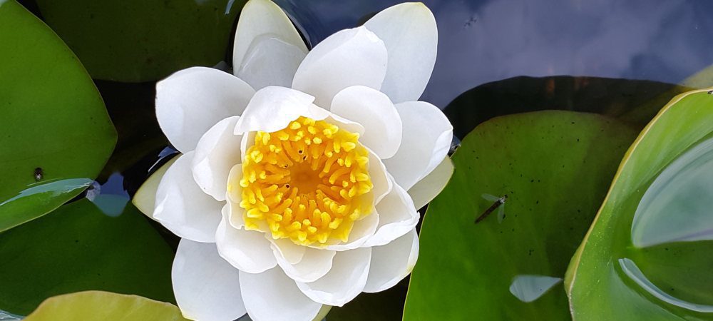 Nymphaea-Alba-White-water-lily