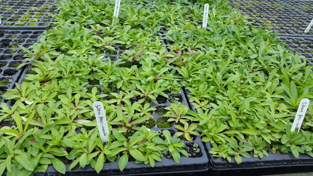 Silene-flos-cuculi-seedlings