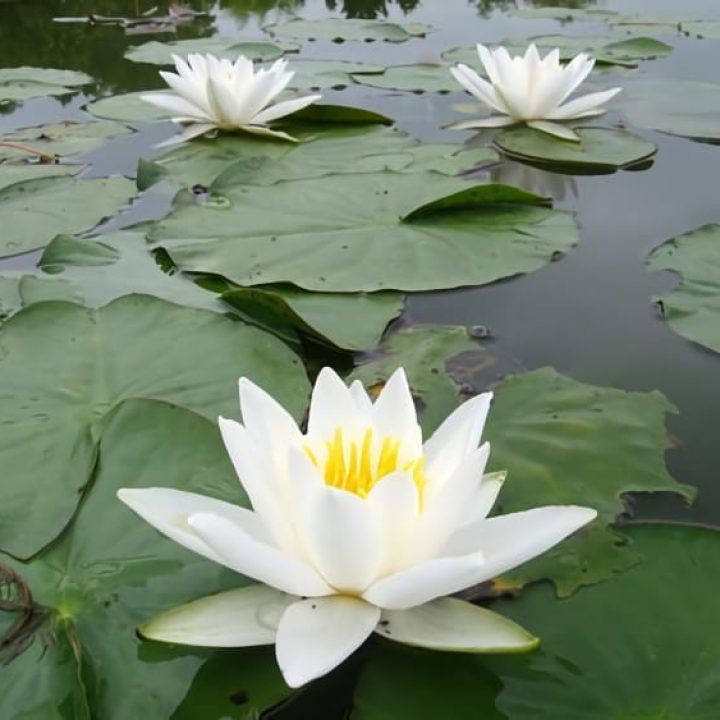 Nymphaea-alba-flower-2-WATER-LILY